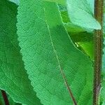 Verbascum nigrum Folha