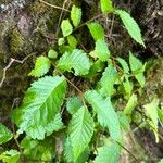 Ulmus glabra Fuelha