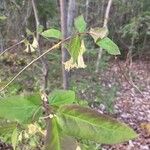 Lonicera canadensis Leaf