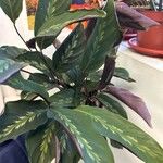 Goeppertia undulata 葉