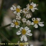 Heracleum pumilum Fleur