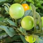 Solanum pseudocapsicum 果實