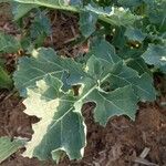 Brassica napus Leaf