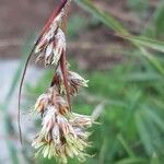 Luzula pediformis Flower