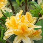 Rhododendron luteum Sonstige