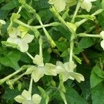 Nicotiana alata പുഷ്പം