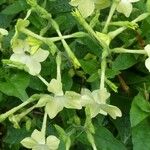 Nicotiana alata 花