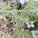 Nigella hispanica Blad