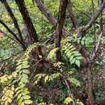 Rosa roxburghii Bark