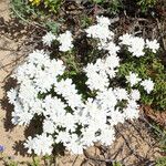 Iberis procumbens Natur