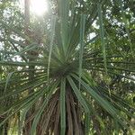 Pandanus spiralis Hoja