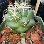 Coryphantha elephantidens Ліст