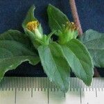 Calyptocarpus wendlandii