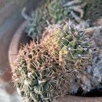 Gymnocalycium anisitsii Ліст