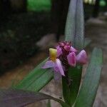 Polystachya rhodoptera Flower