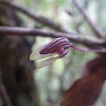 Bulbophyllum rivulare