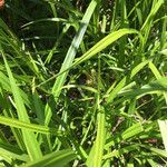 Carex scabrata Листок