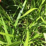 Carex scabrata Hoja