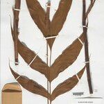 Geonoma aspidiifolia Hábito