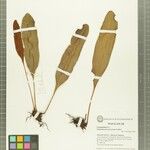 Elaphoglossum decaryanum Otro