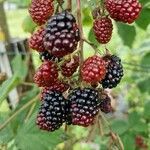 Rubus gratus Frukt