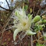 Careya arborea फूल