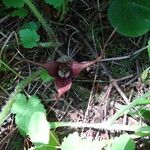Asarum caudatum Yaprak