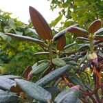 Rhododendron adenogynum Leaf