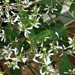 Chamaesyce hypericifolia Цвят