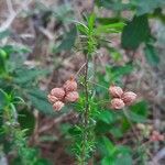 Fumana ericoides Fruit