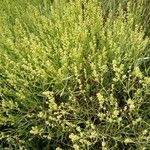 Baccharis spicata Hábito