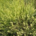 Baccharis spicata 形態