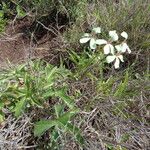 Pelargonium quinquelobatum Costuma