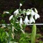 Ornithogalum candicans Flor