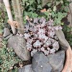Sedum spathulifolium Habit