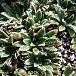 Saxifraga crustata 形态