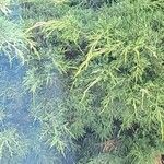 Juniperus sabina Leaf