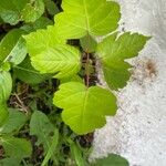 Acer glabrum Leaf
