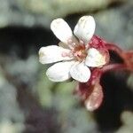 Saxifraga cotyledon 花