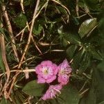 Kalmia polifolia Cvet