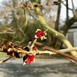 Parrotia subaequalis Flor