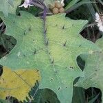 Solanum stramoniifolium Lehti