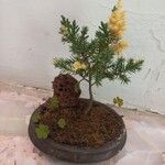 Juniperus chinensis Folha