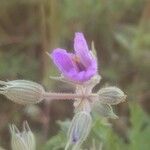 Erodium ciconium Blomma