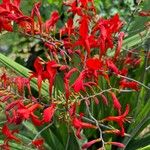 Crocosmia paniculata Flower