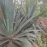 Agave sisalana Leaf