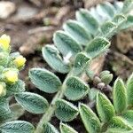 Alyssum simplex Leaf