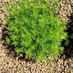 Tagetes filifolia Leaf