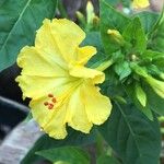 Mirabilis jalapaBlodyn