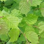 Corylus cornuta Leaf